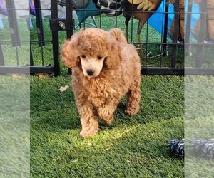 Poodle (Miniature) Puppy for Sale in PIONEER, California USA