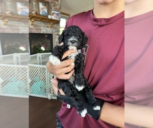 Cockapoo Puppy for sale in MENOMONIE, WI, USA
