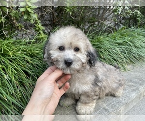 Havanese-Poodle (Toy) Mix Puppy for sale in HOUSTON, TX, USA