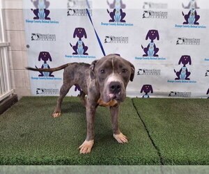 Staffordshire Bull Terrier Dogs for adoption in Orlando, FL, USA