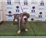Small Staffordshire Bull Terrier