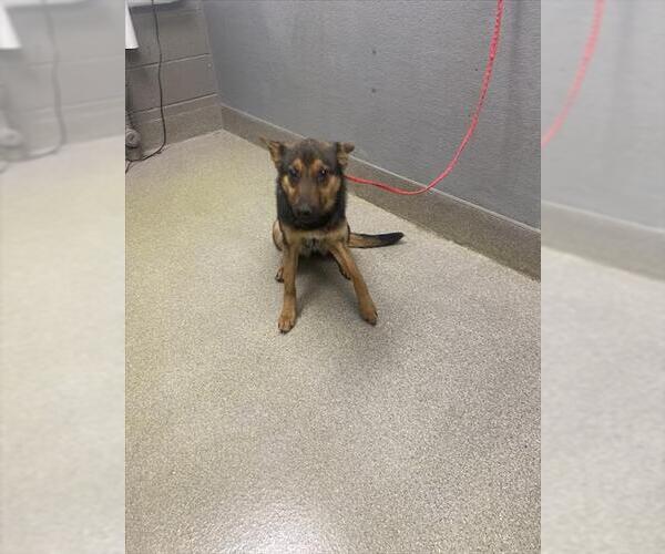 Medium Photo #1 Australian Shepherd-Unknown Mix Puppy For Sale in Las Vegas, NV, USA