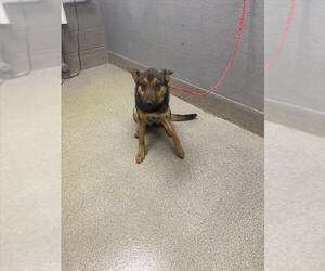 Australian Shepherd-Unknown Mix Dogs for adoption in Las Vegas, NV, USA