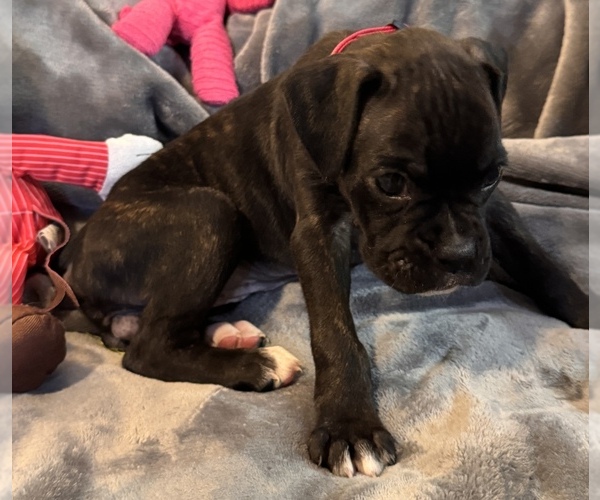 Medium Photo #5 Boxer Puppy For Sale in LANSING, MI, USA