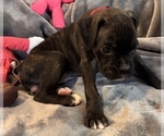 Small #4 Boxer