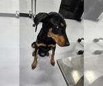 Small Doberman Pinscher
