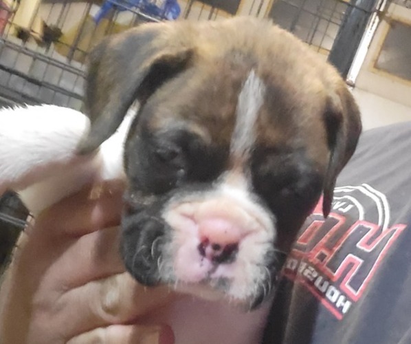 Medium Photo #3 Boxer Puppy For Sale in STAFFORD, CT, USA