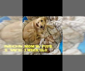 Mother of the Goldendoodle puppies born on 03/19/2019