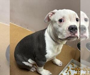 Bulldog-Unknown Mix Dogs for adoption in Martinez, CA, USA