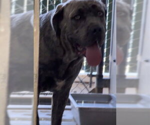 Mutt Dogs for adoption in San Bernardino, CA, USA