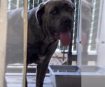 PERRY - Male Mutt Dog for Adoption - Small photo