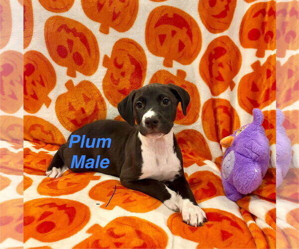 Medium Photo #2 Mutt Puppy For Sale in Jackson Township, NJ, USA