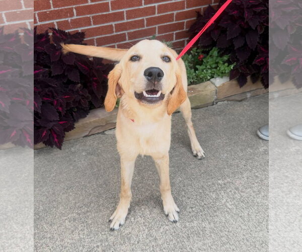 Medium Photo #1 Labrador Retriever-Unknown Mix Puppy For Sale in Raleigh, NC, USA