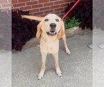 Small Labrador Retriever Mix