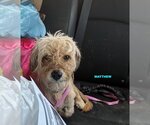 Small #1 Shih Tzu Mix