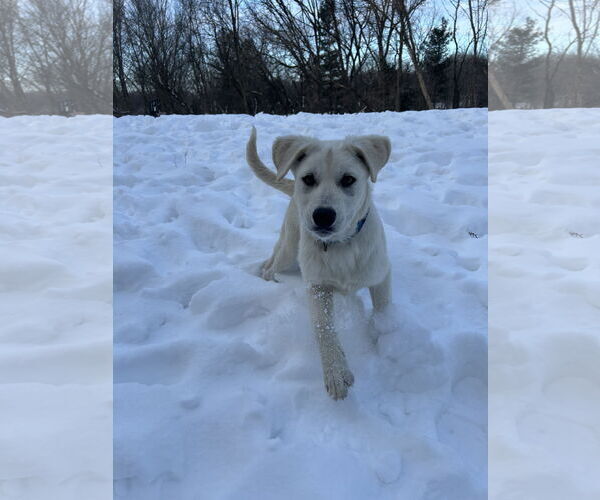 Medium Photo #2 Golden Pyrenees Puppy For Sale in Brooklyn Center, MN, USA