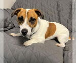 Small #1 Jack Russell Terrier Mix