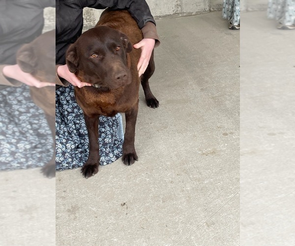 Medium Photo #1 Labrador Retriever Puppy For Sale in GREENWOOD, WI, USA