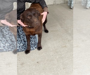 Mother of the Labrador Retriever puppies born on 08/14/2025