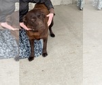 Small Photo #1 Labrador Retriever Puppy For Sale in GREENWOOD, WI, USA