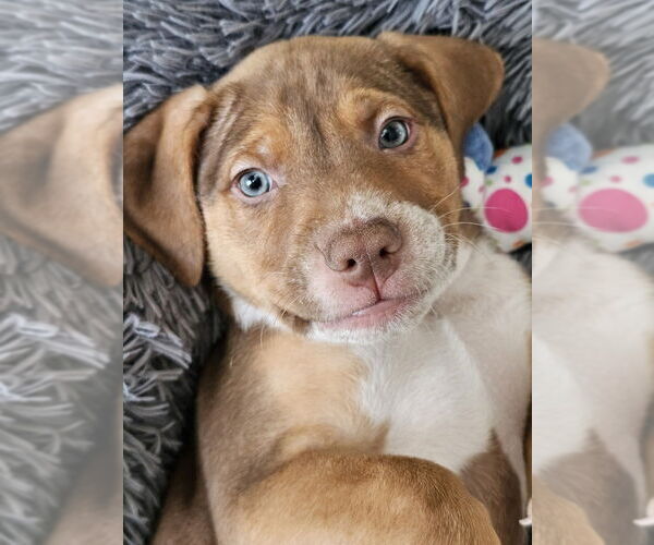 Medium Photo #1 Mutt Puppy For Sale in Springdale, PA, USA
