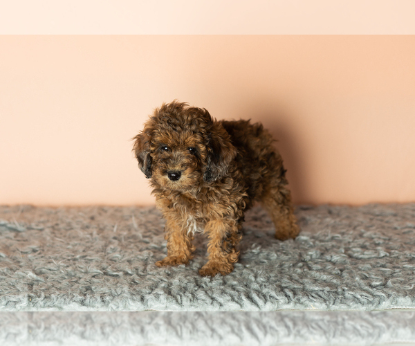 Medium Photo #3 Poodle (Miniature) Puppy For Sale in MILLERSBURG, IN, USA