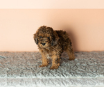 Small Photo #3 Poodle (Miniature) Puppy For Sale in MILLERSBURG, IN, USA