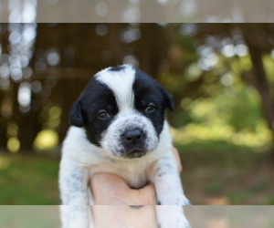 American Staffordshire Terrier-Australian Cattle Dog Mix Puppy for sale in SENECA, SC, USA