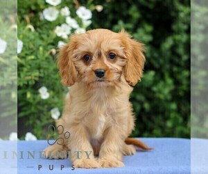 Cavapoo Puppy for sale in EAST EARL, PA, USA