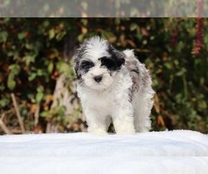 ShihPoo Puppy for sale in DYERSBURG, TN, USA
