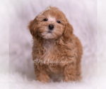 Small Photo #89 Maltipoo (Miniature) Puppy For Sale in WARSAW, IN, USA