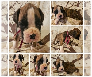 Boxer Puppy for sale in LINN GROVE, IN, USA