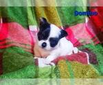 Small Photo #2 Chihuahua Puppy For Sale in POTEAU, OK, USA