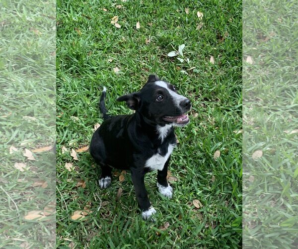 Medium Photo #4 Mutt Puppy For Sale in Spring, TX, USA