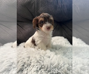 YorkiePoo Puppy for sale in SAN ANTONIO, TX, USA