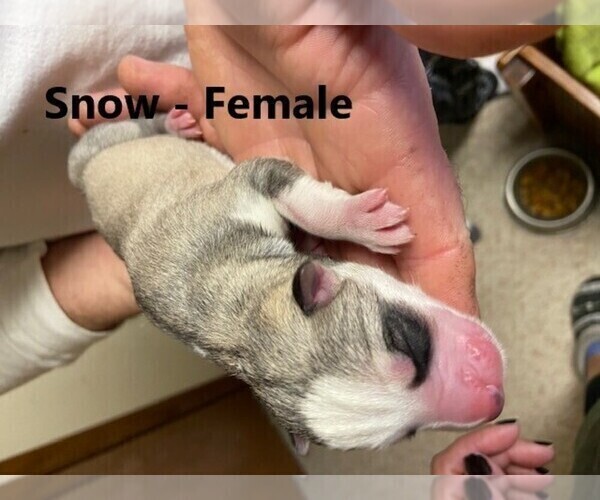 Medium Photo #1 Siberian Husky Puppy For Sale in WAHPETON, ND, USA