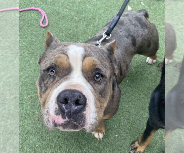 Medium Photo #4 American Pit Bull Terrier-Unknown Mix Puppy For Sale in Lakewood, CO, USA