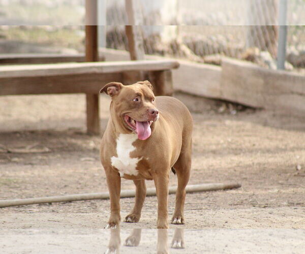 Medium Photo #2 Mutt Puppy For Sale in El Centro, CA, USA