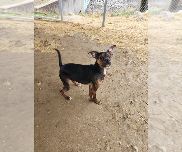 Medium Photo #3 Boston Huahua Puppy For Sale in Evansville, IN, USA