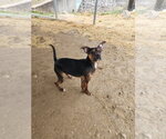 Small #2 Boston Huahua
