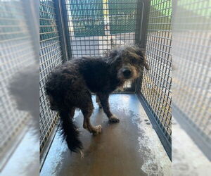 Mutt Dogs for adoption in Moreno Valley, CA, USA