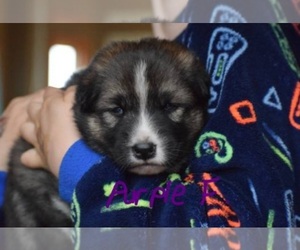 German Shepherd Dog-Siberian Husky Mix Puppy for sale in PRINCETON, MN, USA