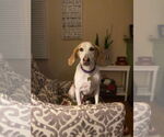 Small #2 English Foxhound