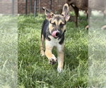 Small #5 Siberian Husky Mix