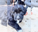 Puppy 8 Great Pyrenees-Labradoodle Mix
