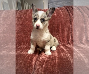Welsh Cardigan Corgi Puppy for sale in WATERTOWN, SD, USA