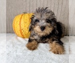Whistles - Male Bernedoodle (Miniature) (+ Poodle Miniature) Puppy for Sale - Photo #4