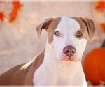 Small #1 American Pit Bull Terrier-American Staffordshire Terrier Mix