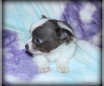 Small Photo #24 Chihuahua Puppy For Sale in WISTER, OK, USA