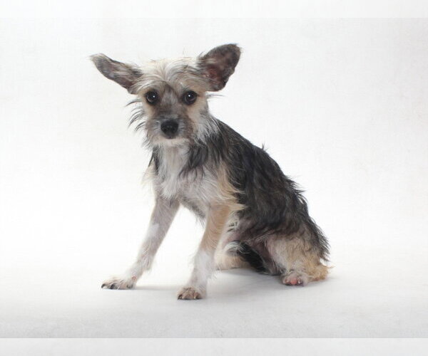 Medium Photo #1 Mutt Puppy For Sale in Burbank, CA, USA